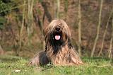 BRIARD 080